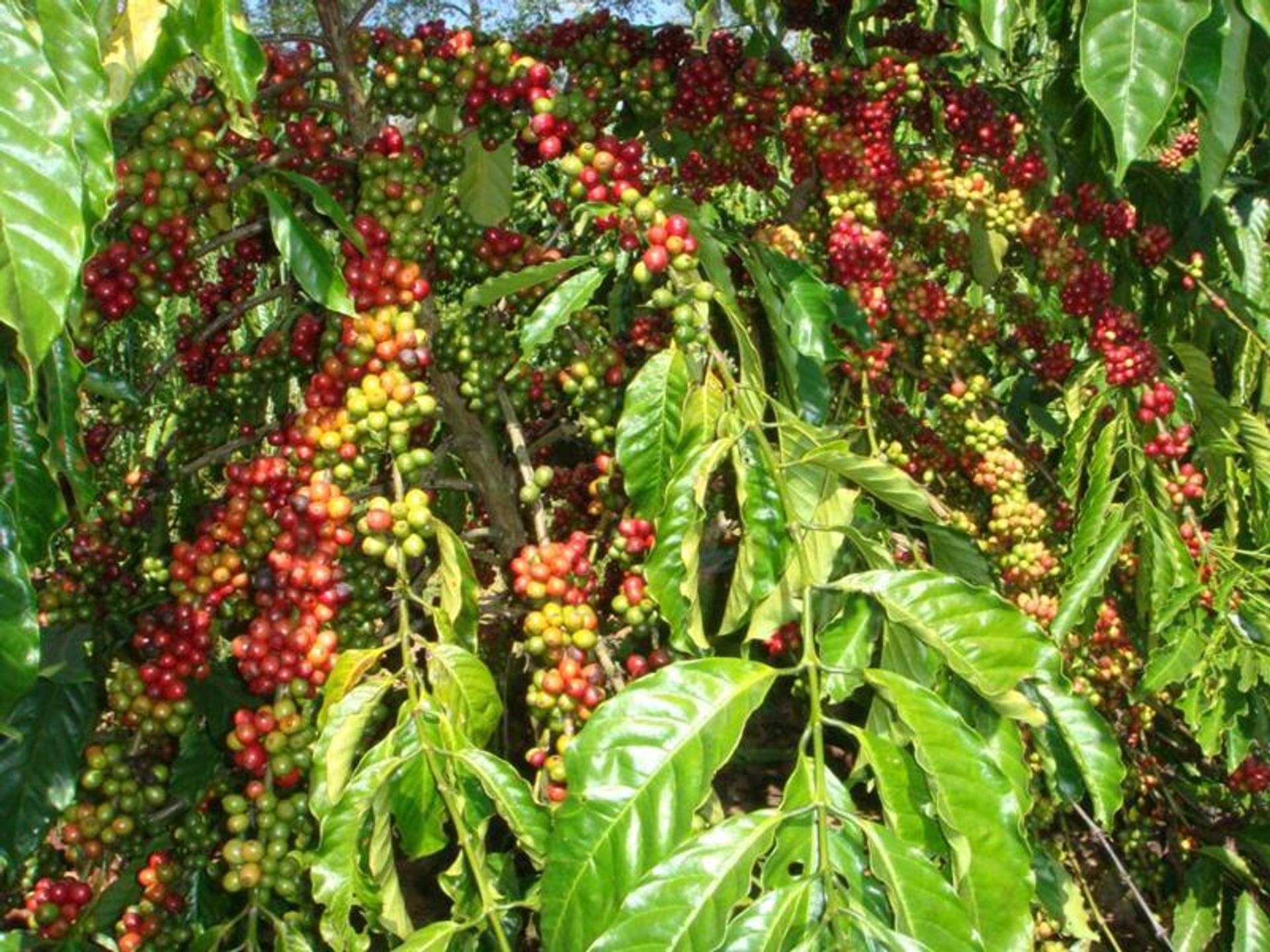 World Coffee Research Varieties Robusta Listing Page world-coffee-research-varieties-robusta-listing-page