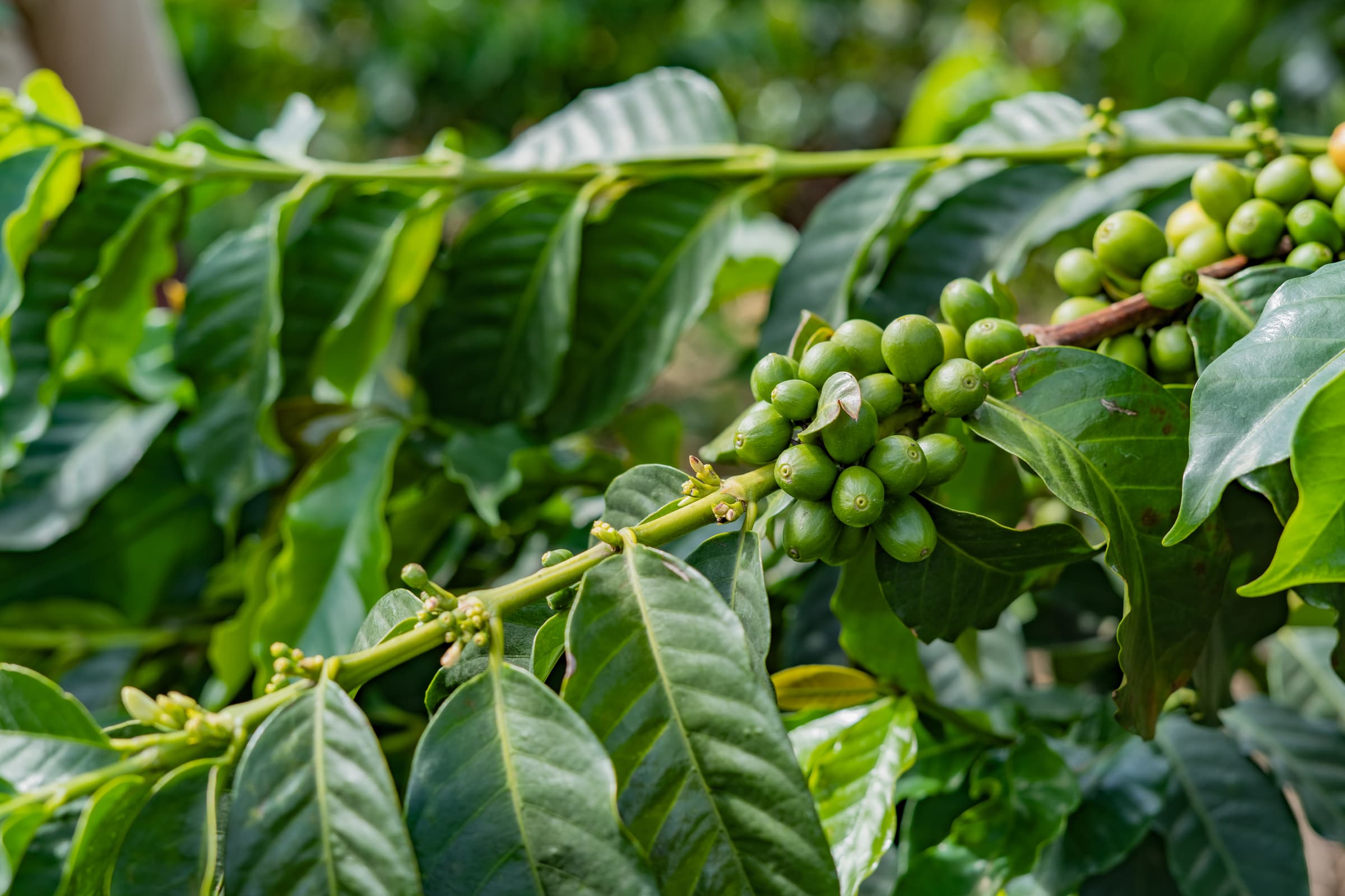 Arabica tree, Uganda