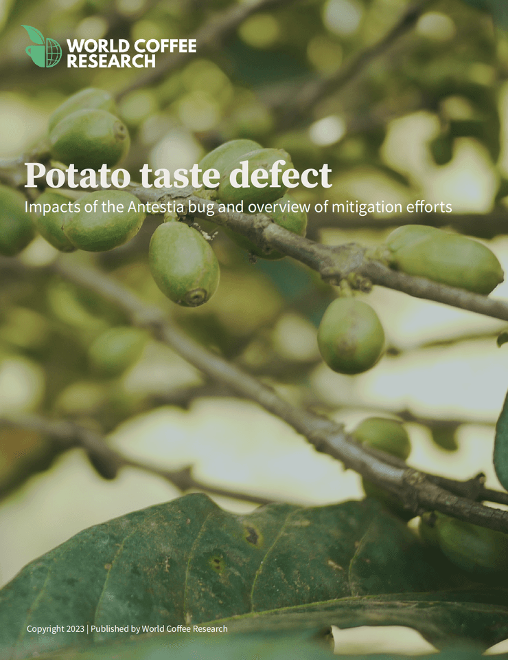 Potato taste defect thumbnail