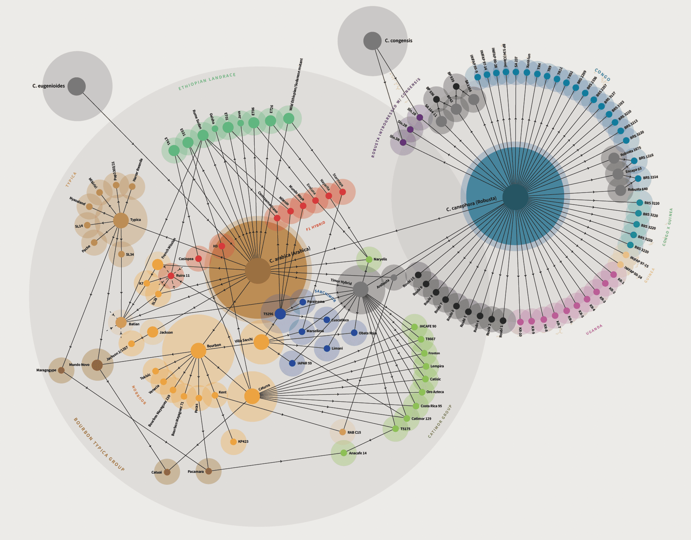 Coffee varieties poster thumbnail