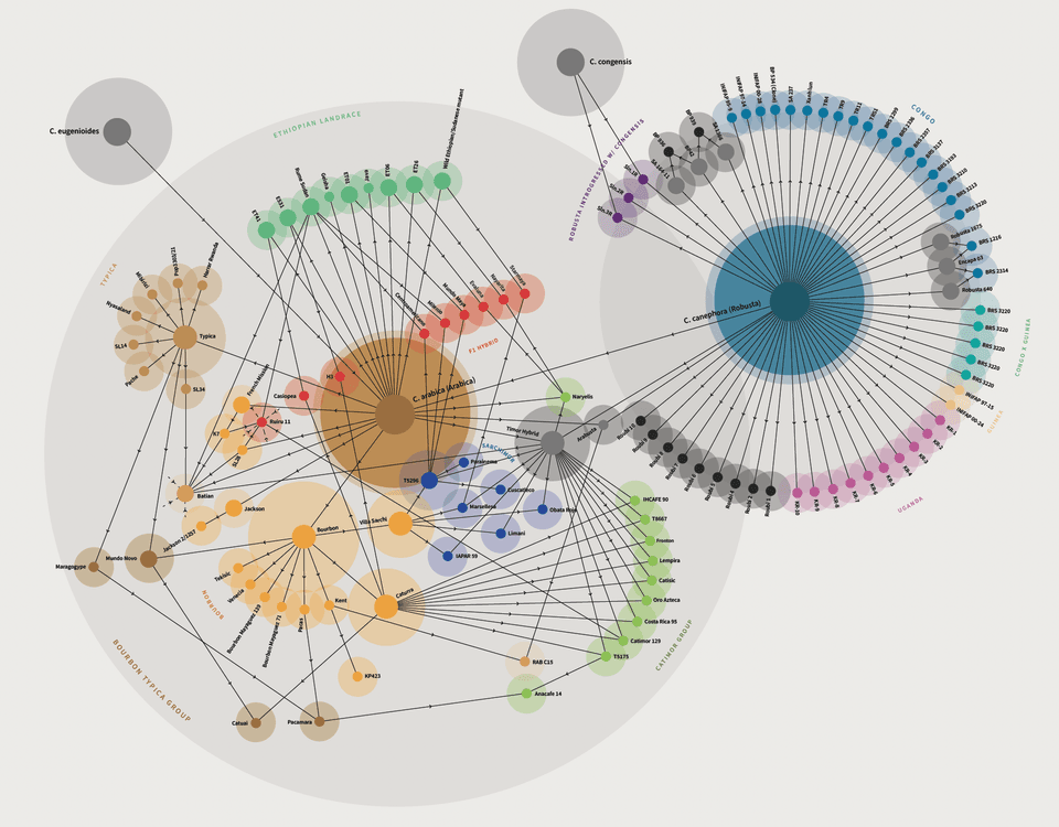 Coffee varieties poster thumbnail