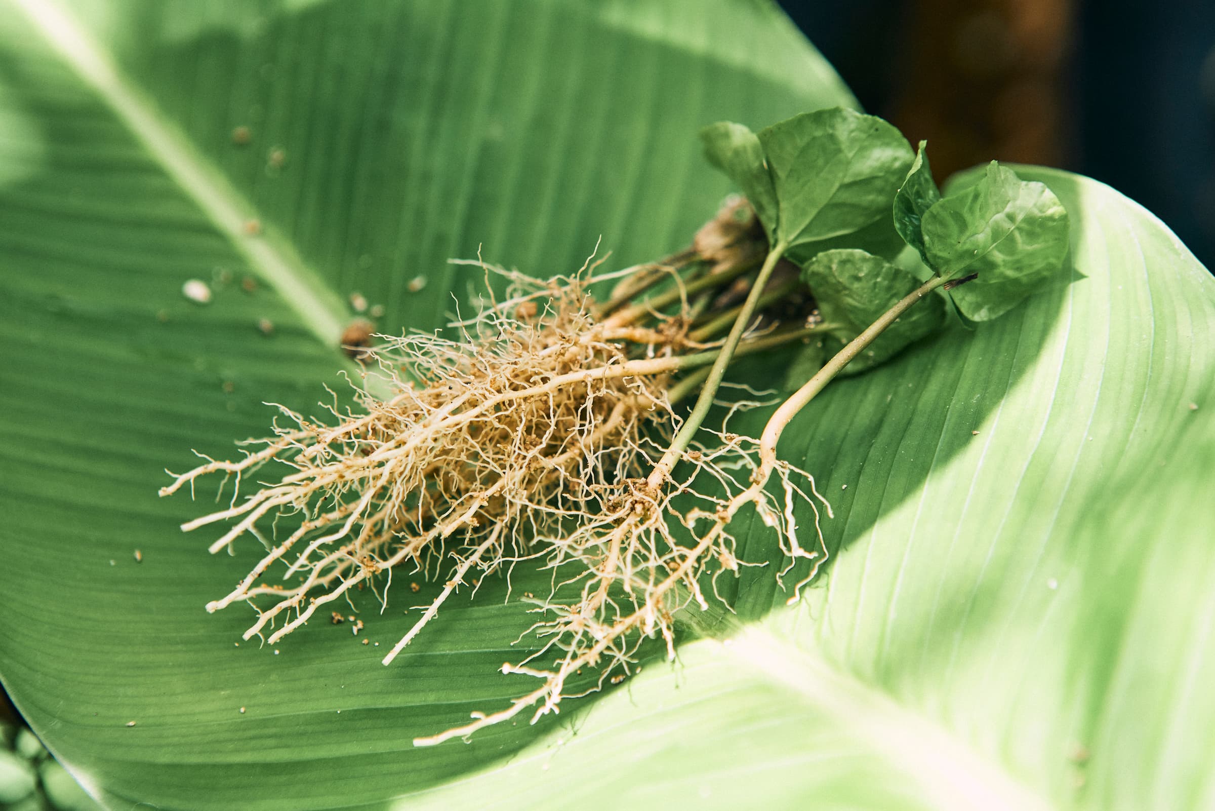 Guatemala seedling root system