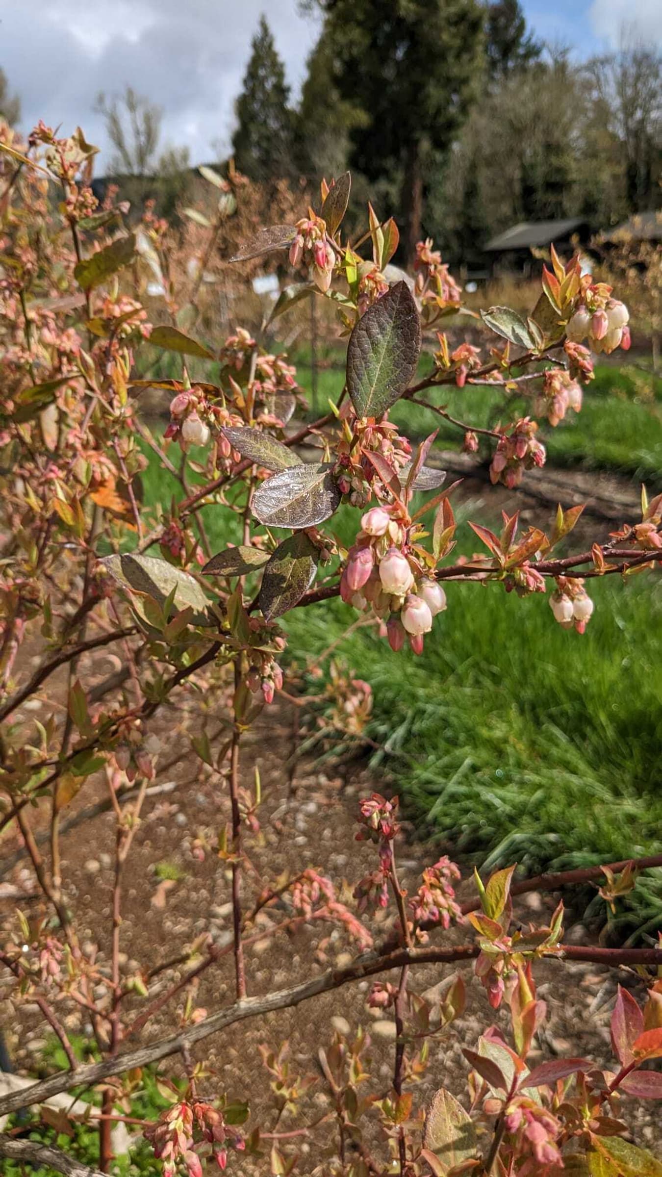 Blueberry flowers