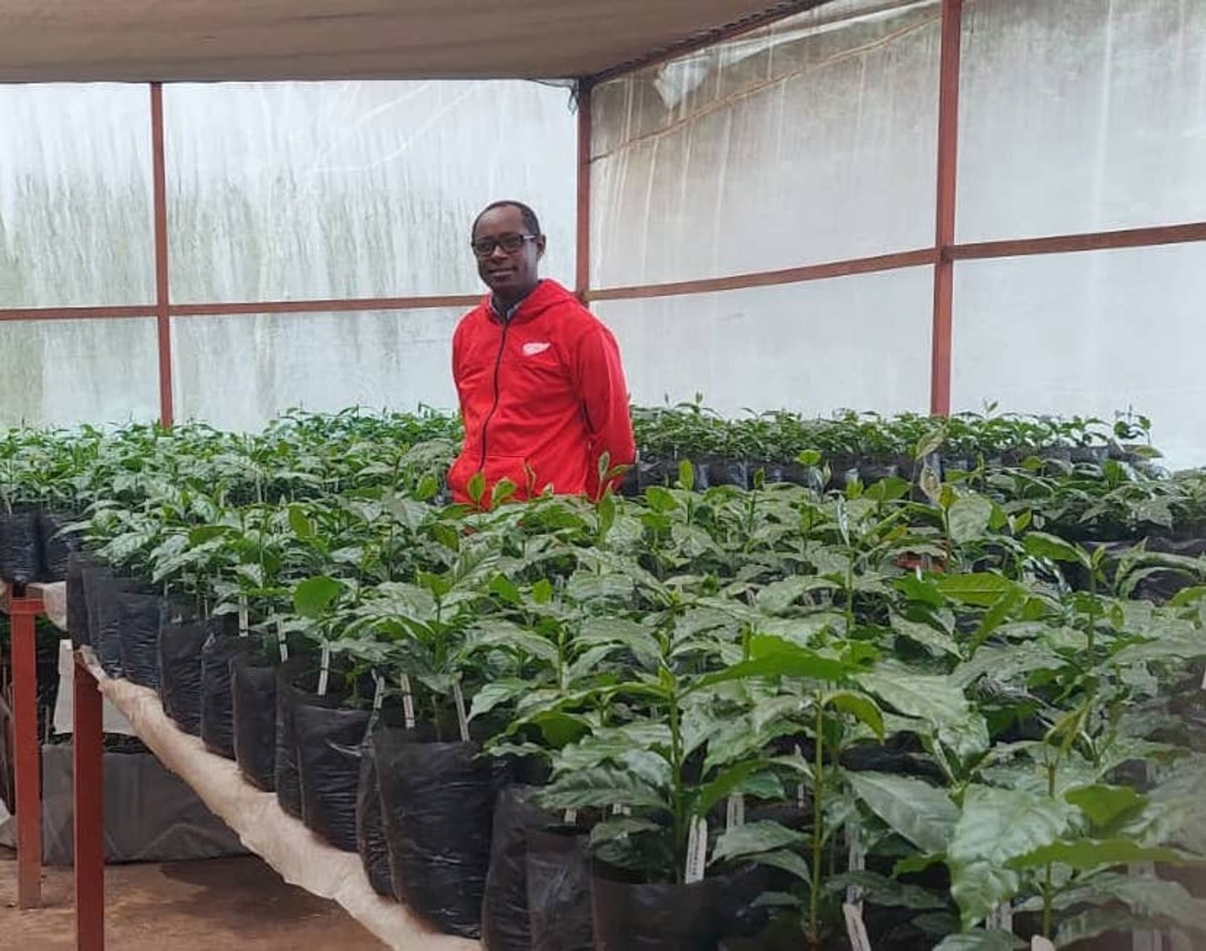 Rwanda seedlings
