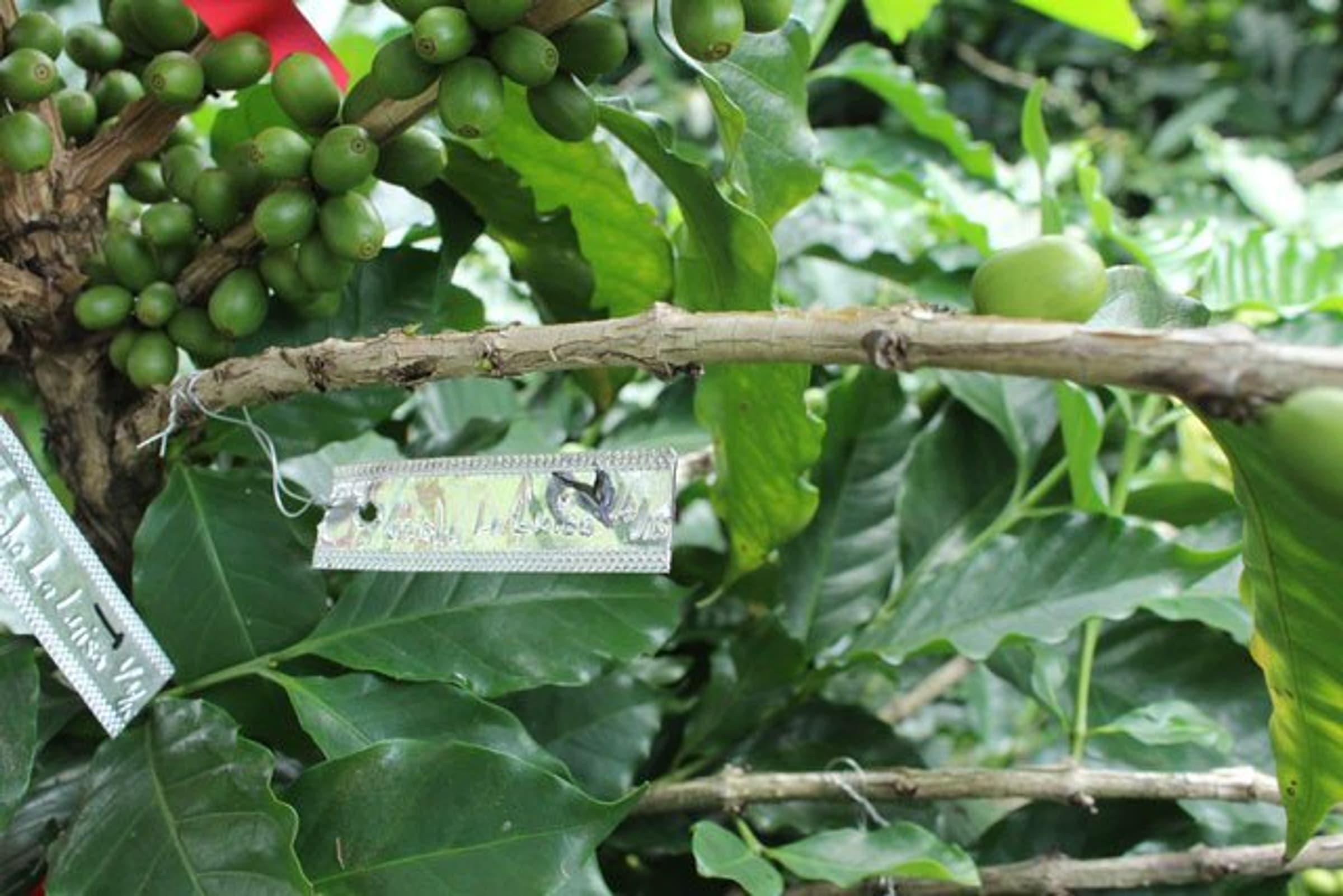 Coffee breeding for climate change original