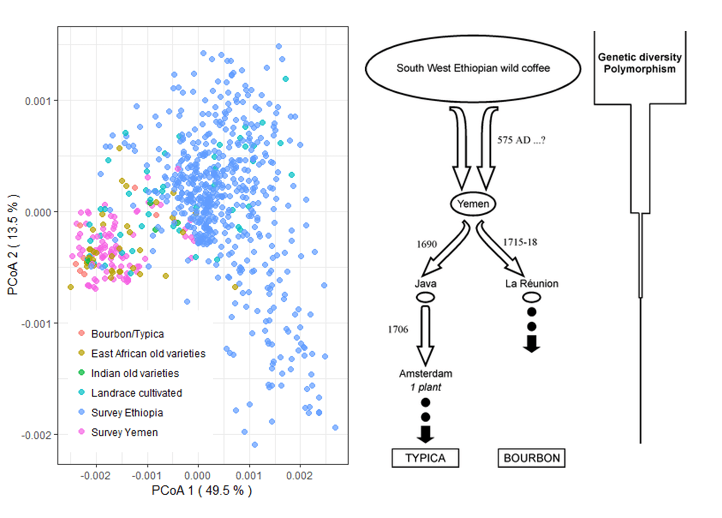 Diversity and bottleneck graphic original