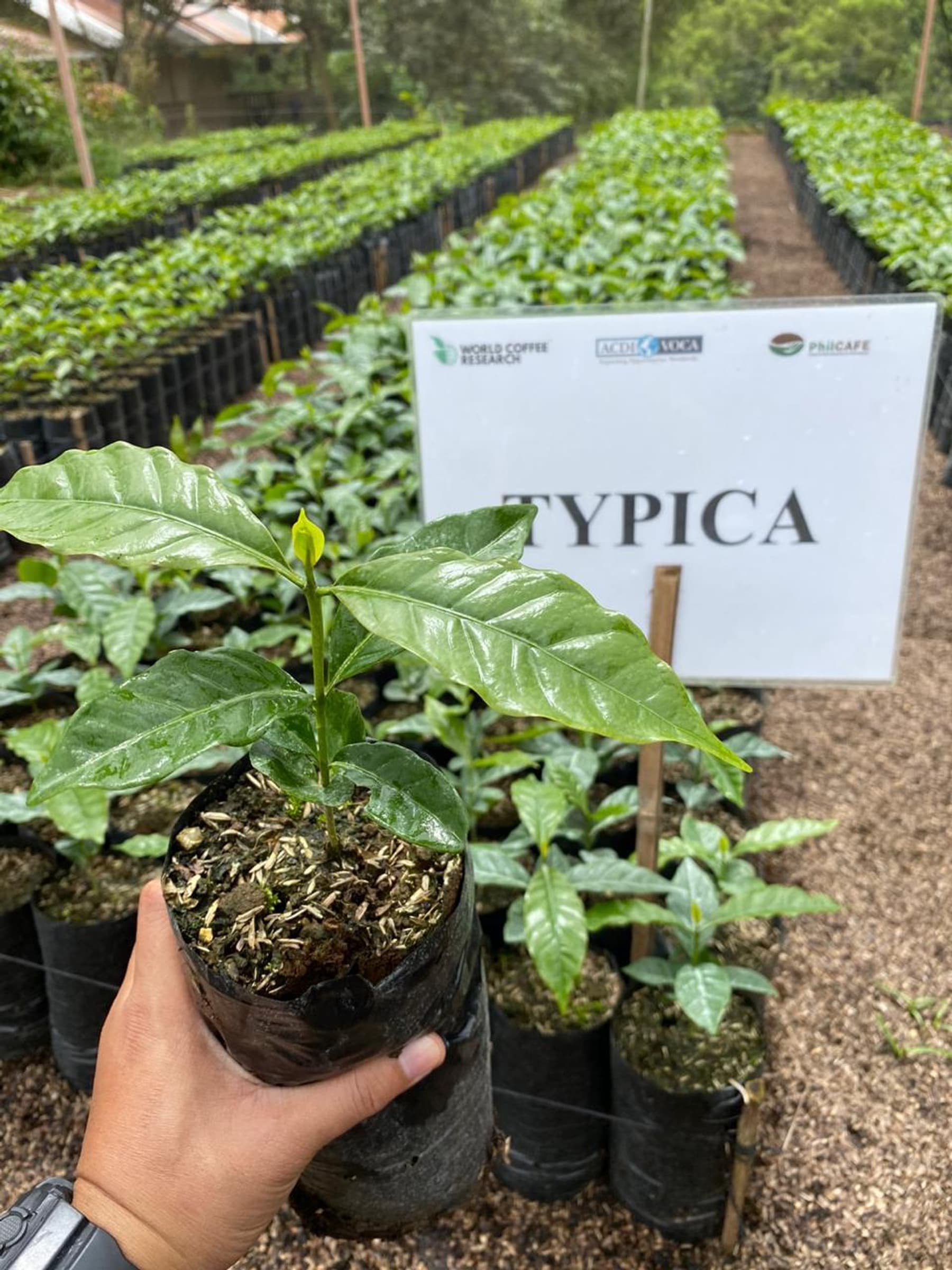 Typica plant being grown in a nursery for the PhilCAFE variety trials, 2021.