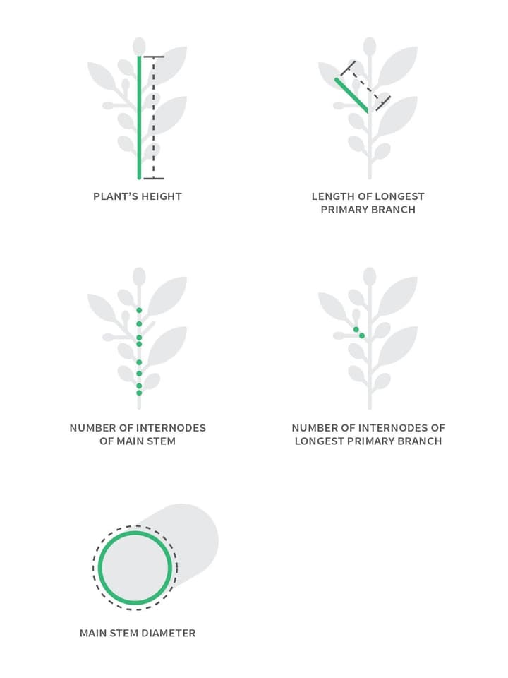 Vegetative growth measurements graphic Artboard original