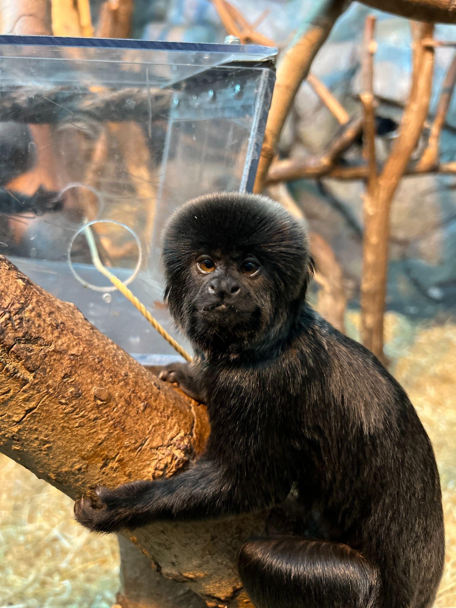 Goeldi's monkey Smithsonian's National Zoo and Conservation