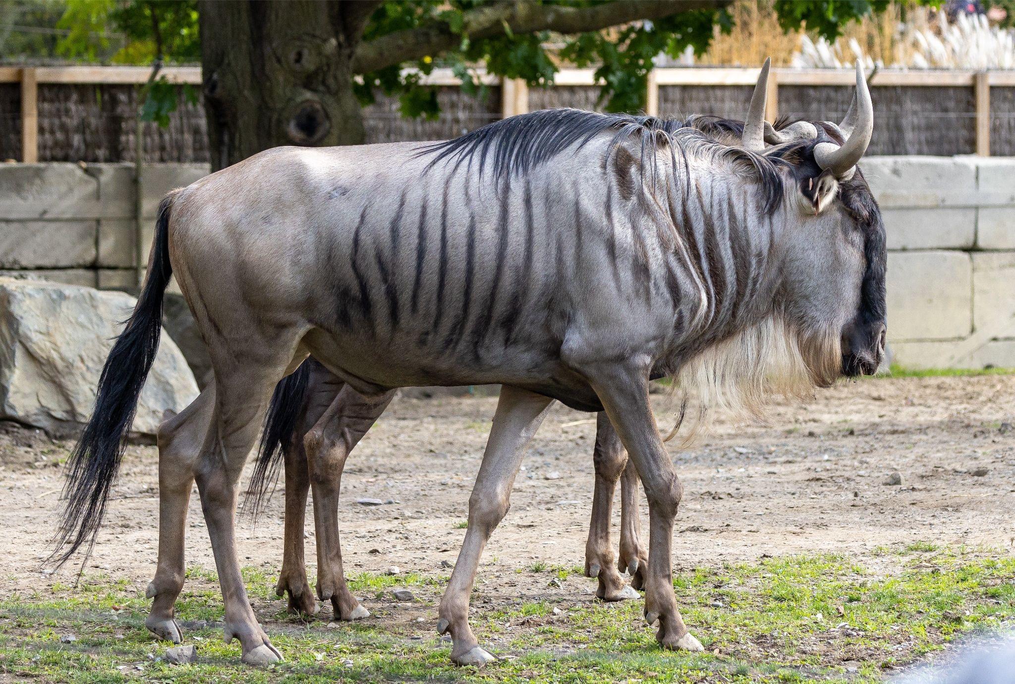 Gnou Bleu Zoo De Granby gnou-bleu-zoo-de-granby