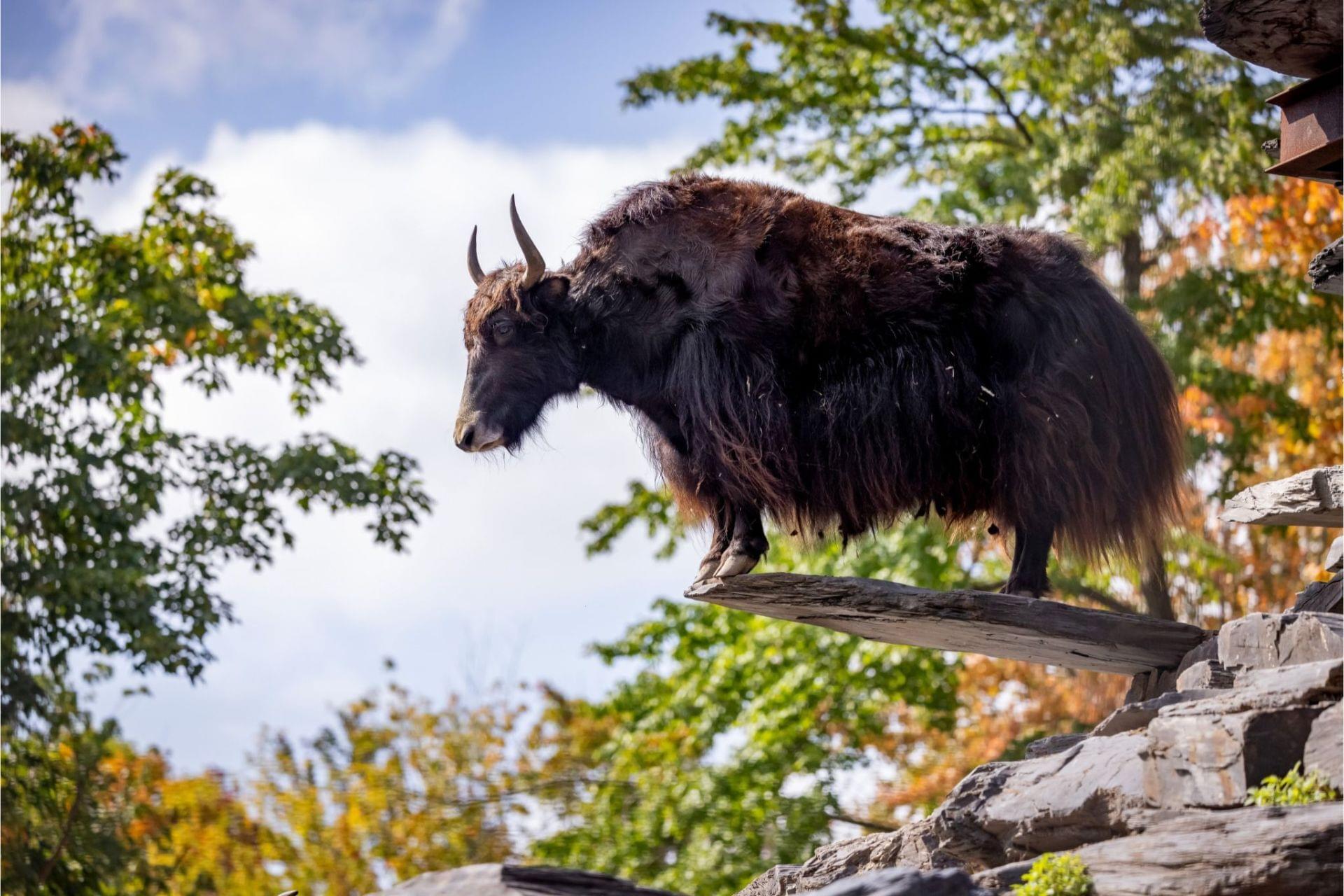 Prehistoric Yack Yack | Zoo de Granby
