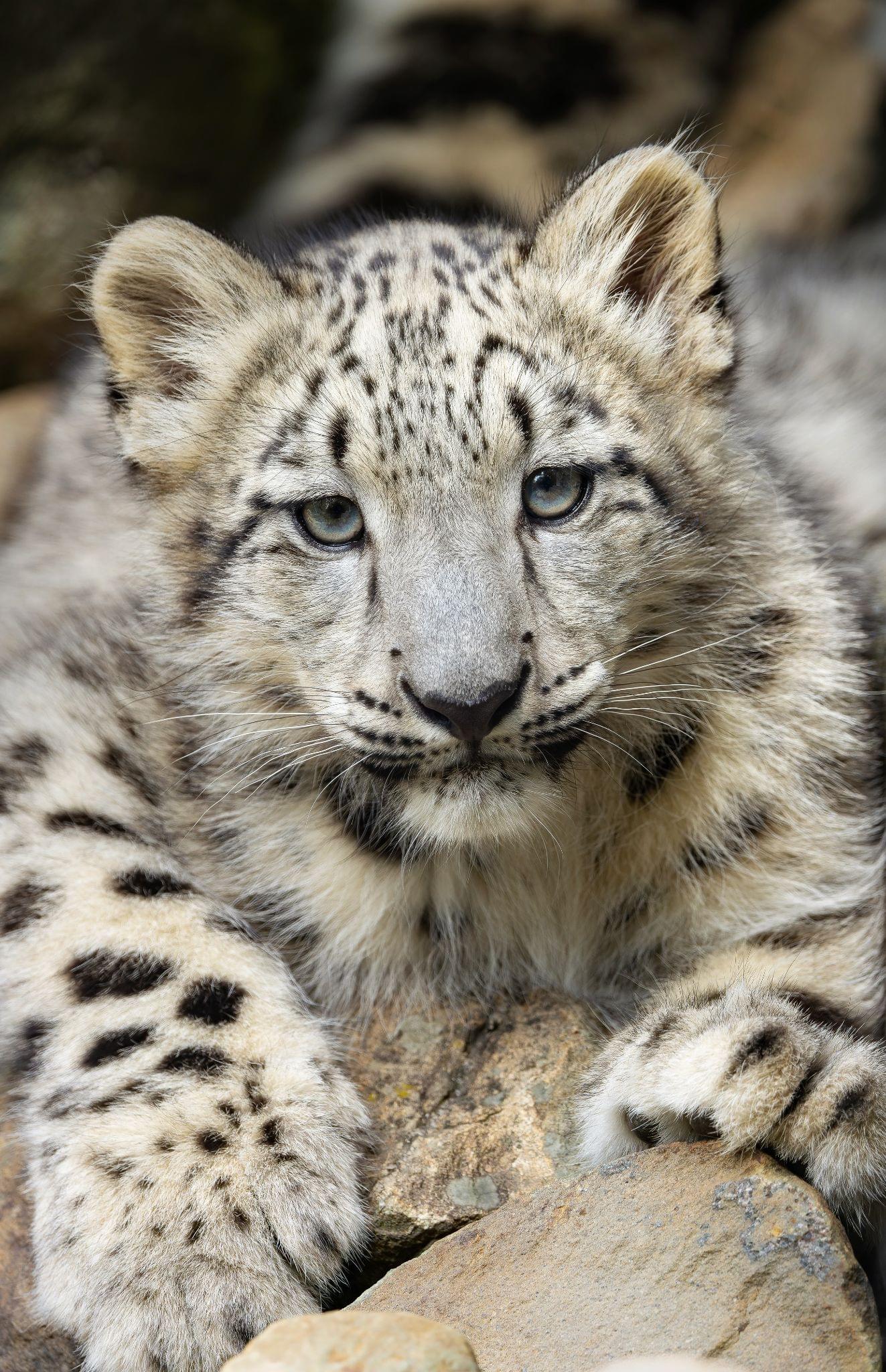 Bandeau Paintball Vintage WDP Angel, Modèle Leopard - Rare, Style Joy Bandeau Paintball Vintage WDP Angel, Modèle Leopard - Rare, Style Joy
