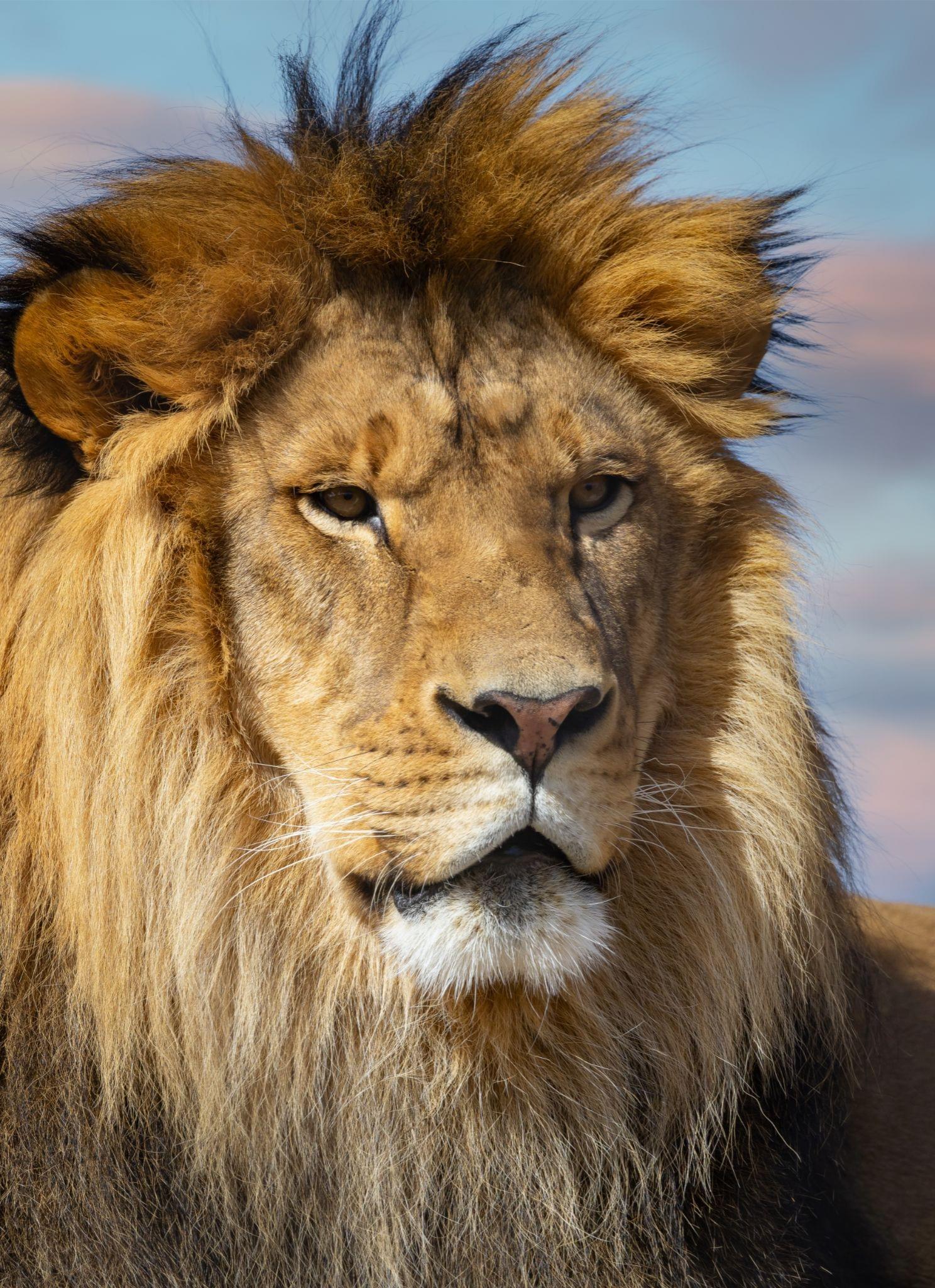 Lion Sahdev Congo Lion Animal at Jackson Nicolle blog