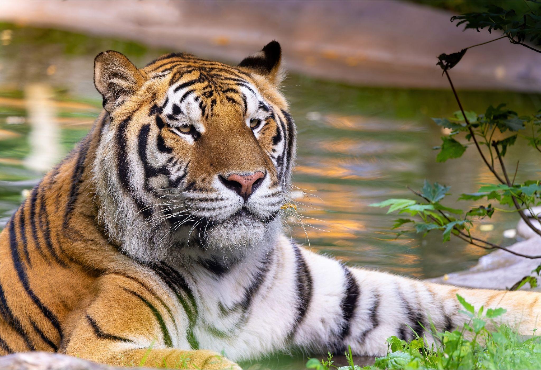 Amur Tiger