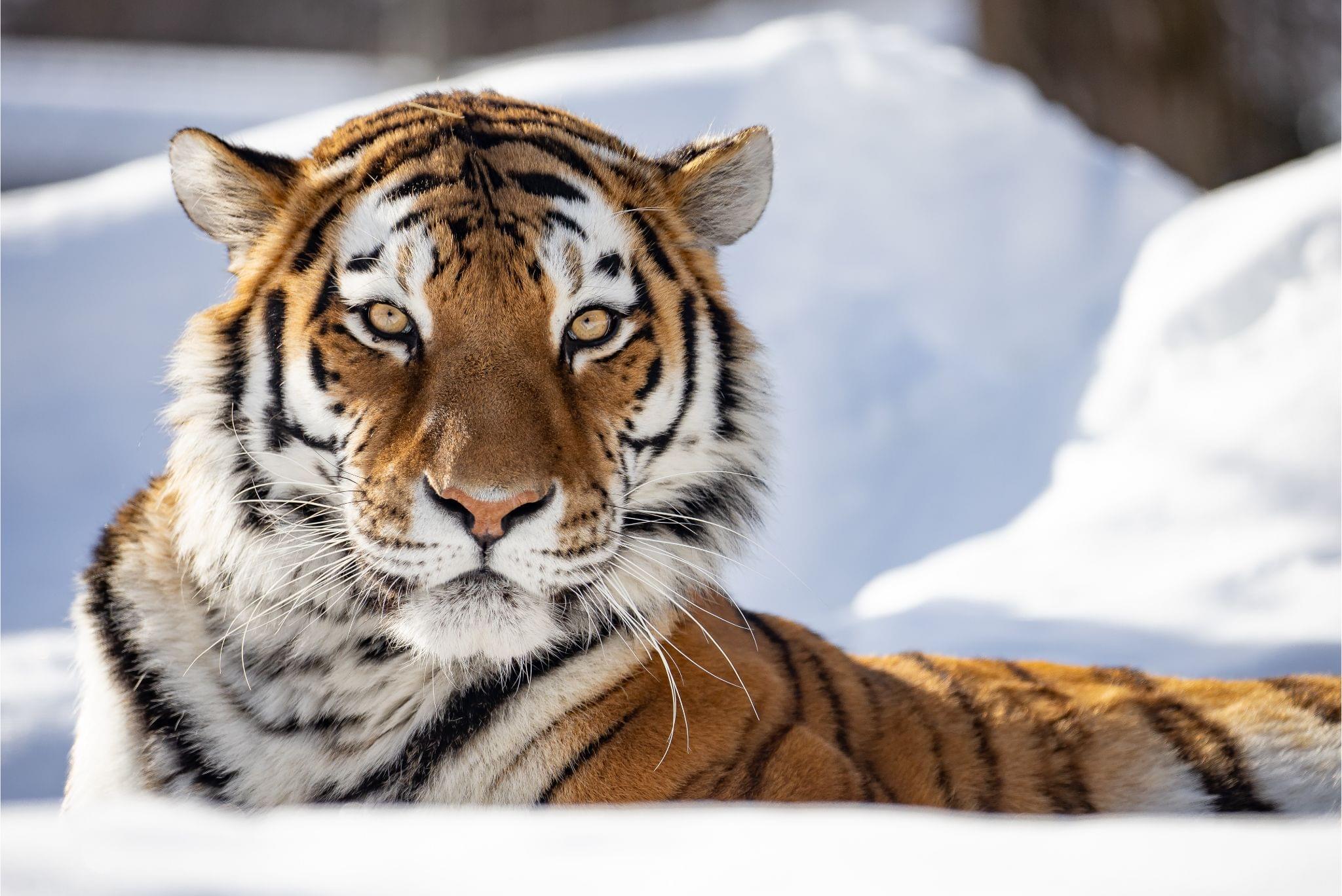 My destiny with Amur Tigers - Chinadaily.com.cn