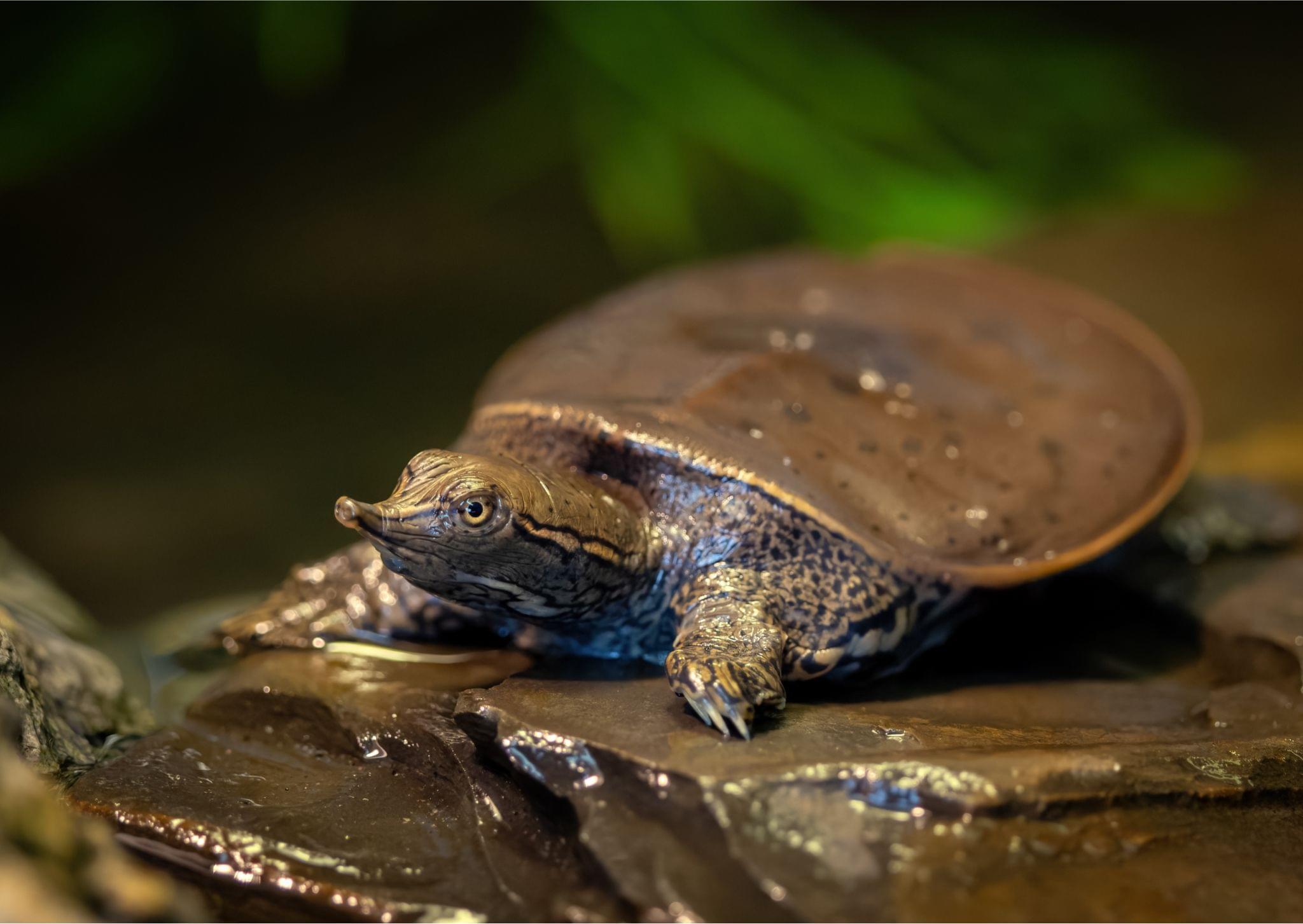 Soft Shell Trtle Spiny Softshell Turtle