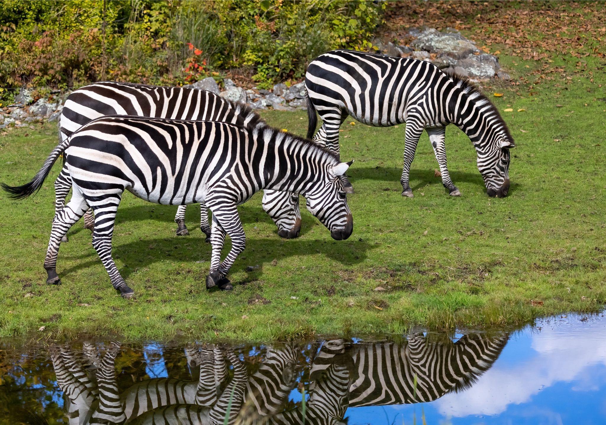 Zèbre de Grant | Zoo de Granby